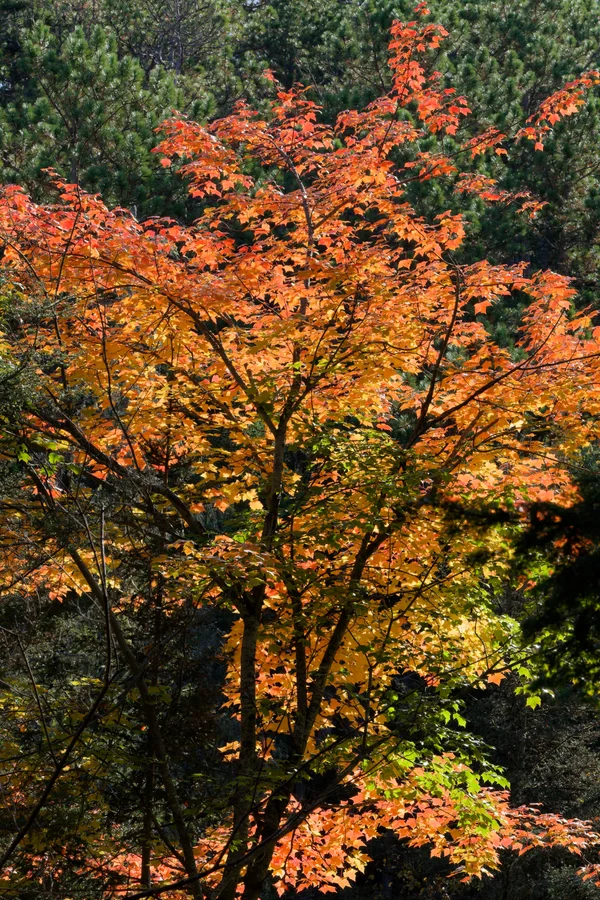 DSCF6710_DxO