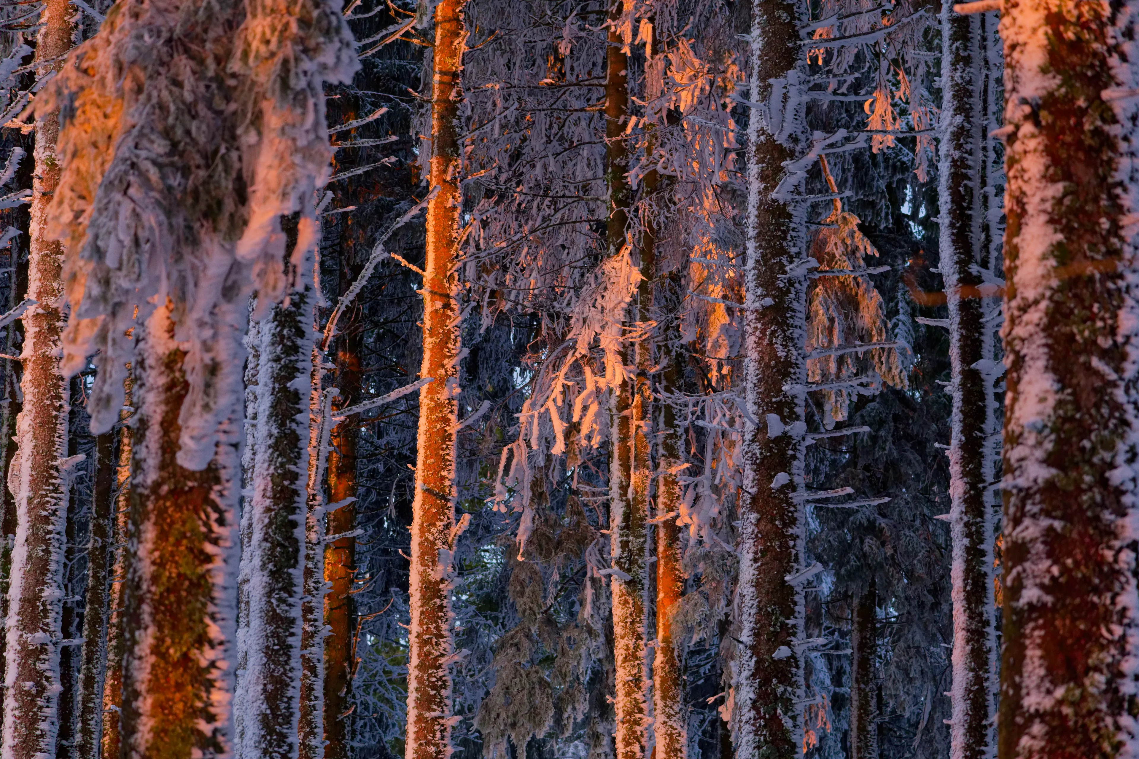 DSCF2603_DxO