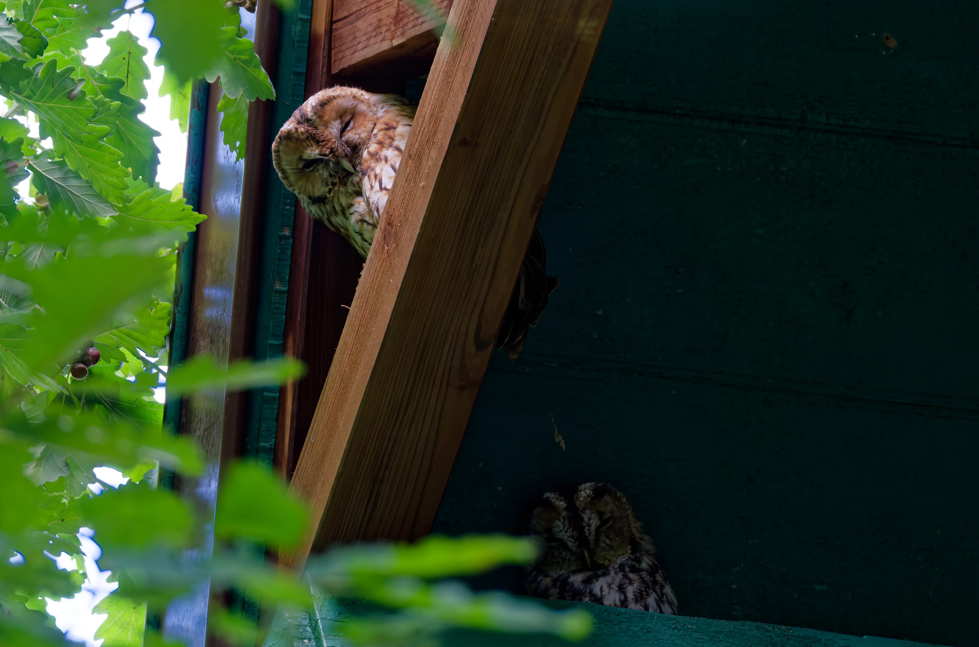 DSCF6092_DxO
