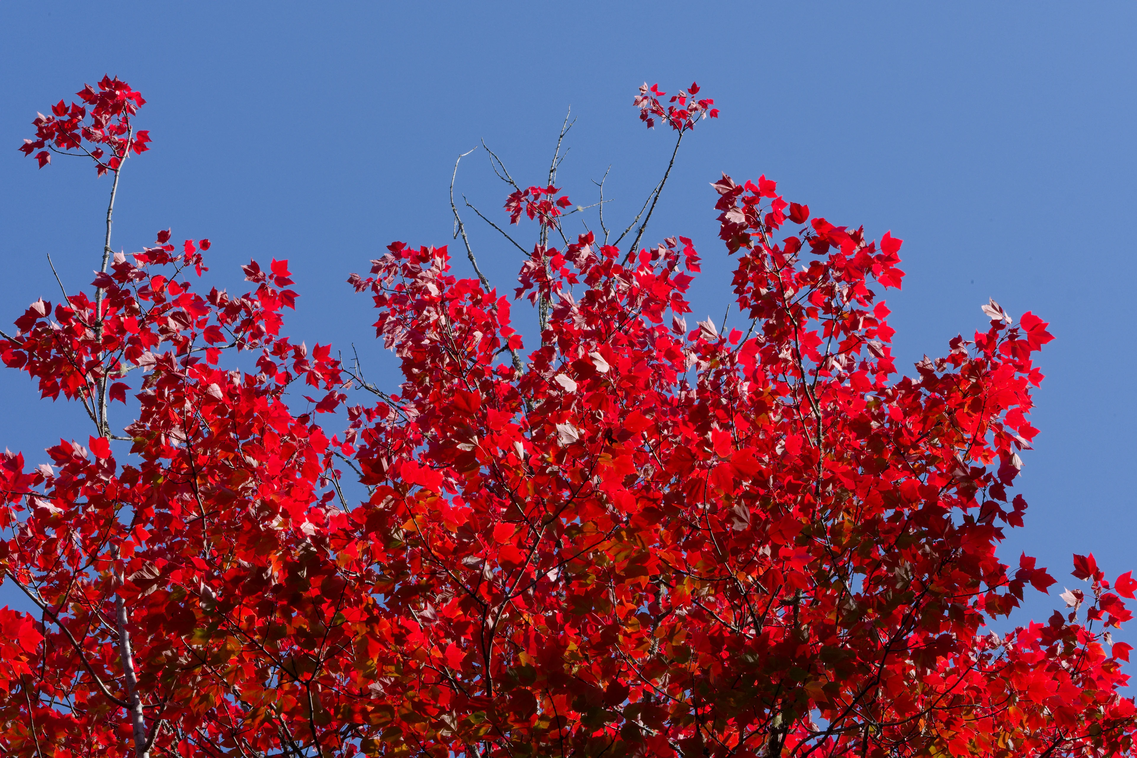 DSCF6708_DxO