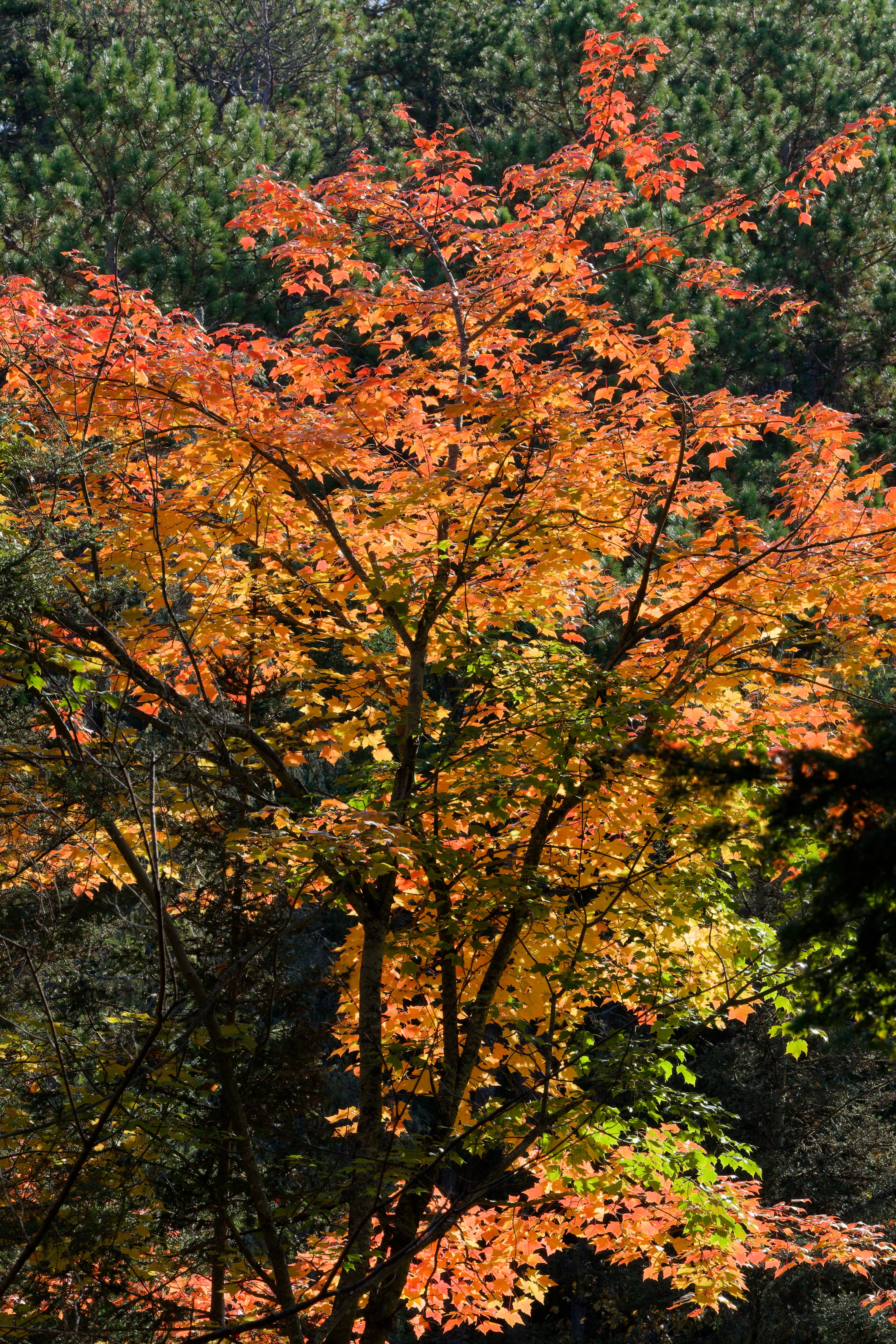 DSCF6710_DxO