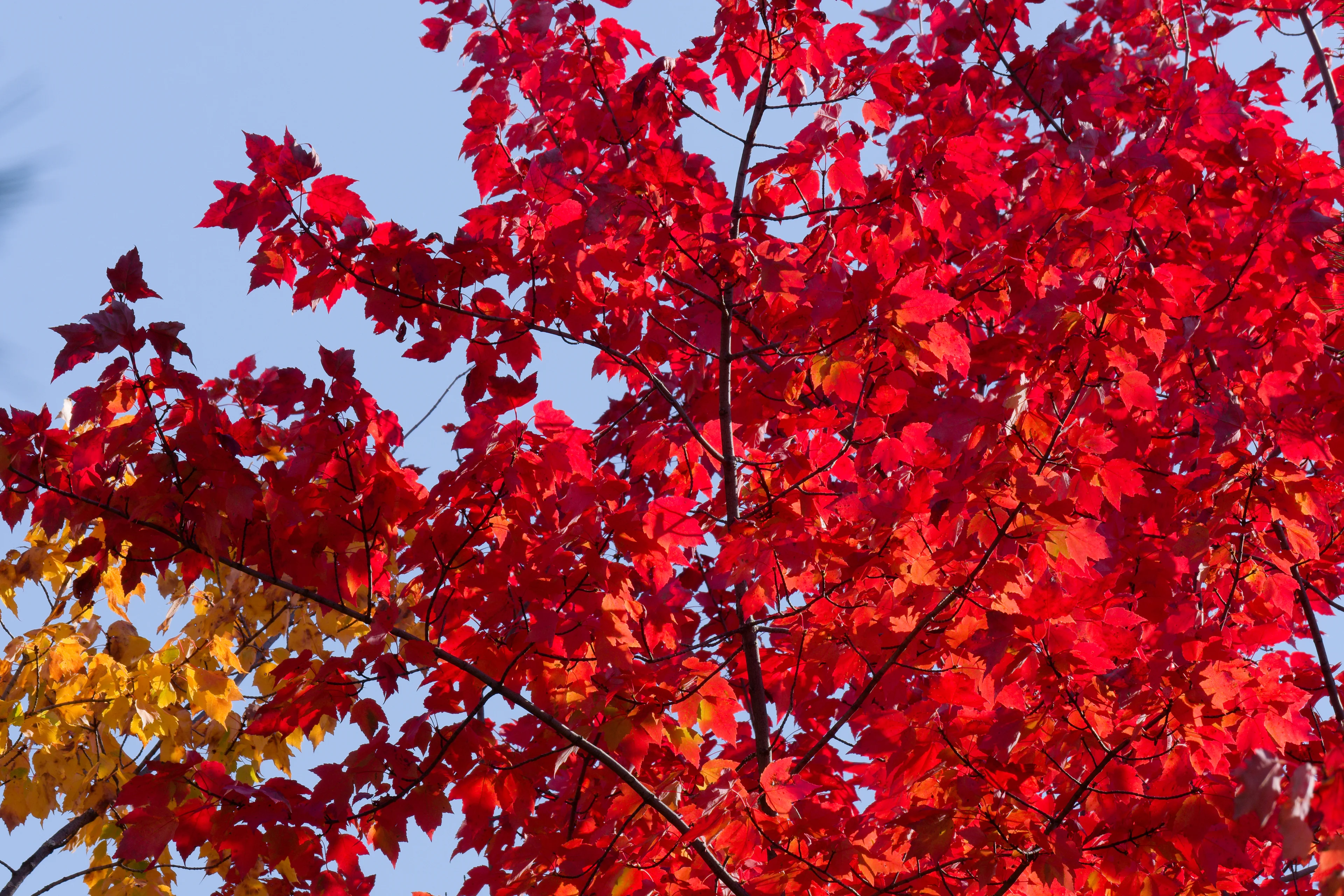DSCF6715_DxO