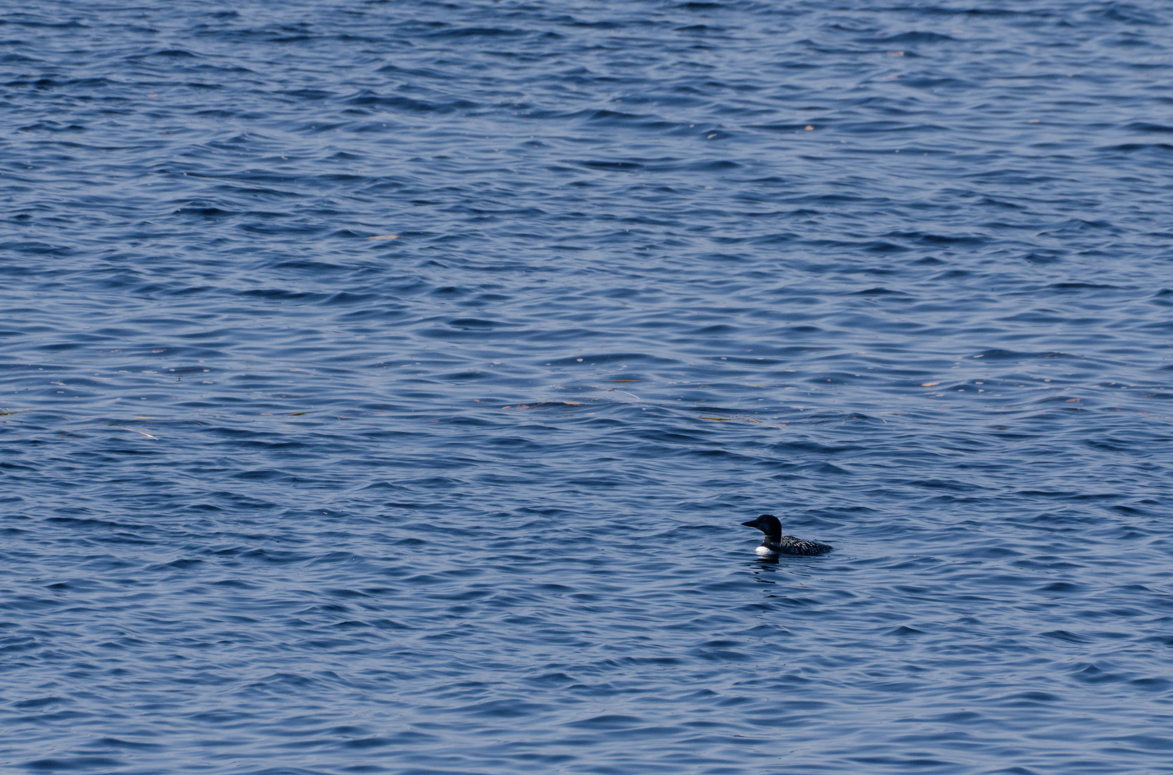 DSCF6733_DxO